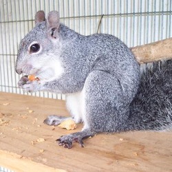 Tree Squirrel Western gray squirrel Sciurus Sciuridae Ardilla