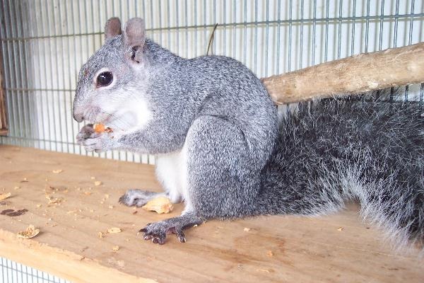 Tree Squirrel Western gray squirrel Sciurus Sciuridae Ardilla