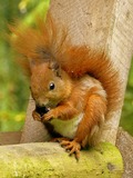 Tree Squirrel Wiewiorka Bialowieza Sciurus Sciuridae Ardilla