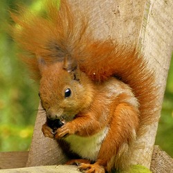 Tree Squirrel Wiewiorka Bialowieza Sciurus Sciuridae Ardilla