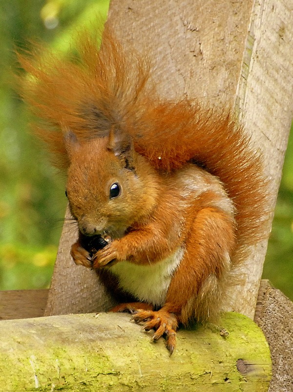 Tree Squirrel Wiewiorka Bialowieza Sciurus Sciuridae Ardilla