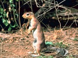 Tree Squirrel Xerus rutilus Sciurus Sciuridae Ardilla