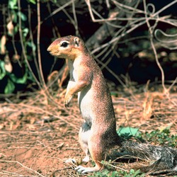 Tree Squirrel Xerus rutilus Sciurus Sciuridae Ardilla