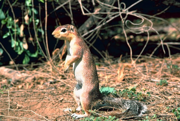 Tree Squirrel Xerus rutilus Sciurus Sciuridae Ardilla