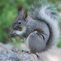 Tree Squirrel Young aberts Sciurus Sciuridae Ardilla