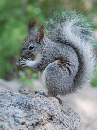 Tree Squirrel Young aberts Sciurus Sciuridae Ardilla