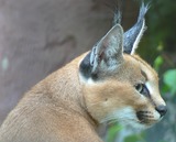 Wild Cats