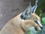 Caracal Cat Ears Picture Profile