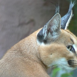 Caracal Cat Ears Picture Profile