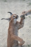 Wild Cats