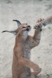 Caracal Photo Gallery