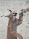 Caracal Cat Picture Caraca kitten cub