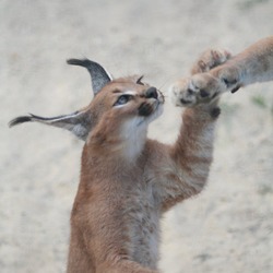 Caracal Cat Picture Caraca kitten cub