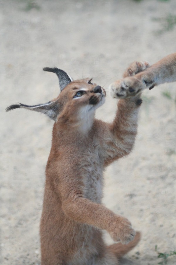 Caracal Cat Picture Caraca kitten cub