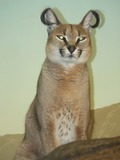 Caracal Cat Picture Caracal Cincinnati Zoo