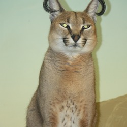 Caracal Cat Picture Caracal Cincinnati Zoo