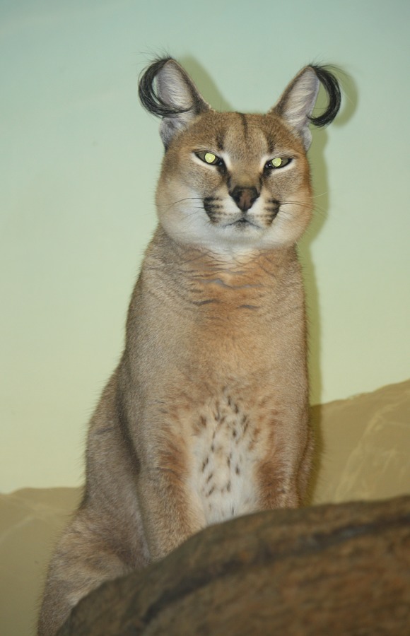 Caracal Cat Picture Caracal Cincinnati Zoo