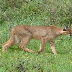 Caracal Cat Picture Caracal hunting serengeti