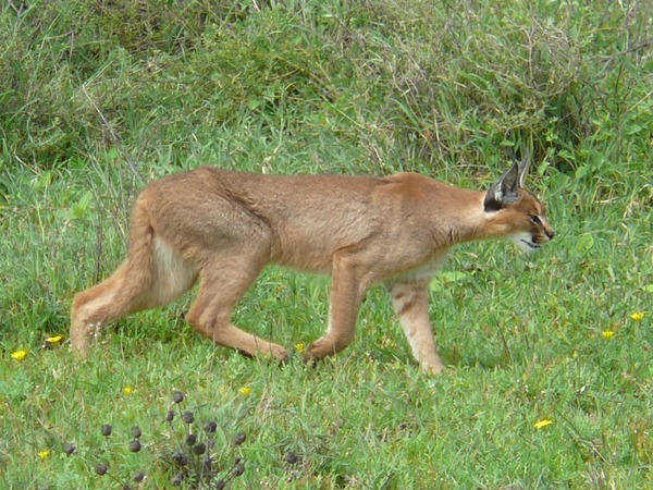 Caracal Cat Picture Caracal hunting serengeti