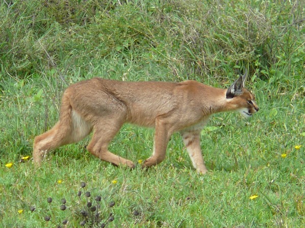 Caracal Cat Picture Caracal hunting serengeti