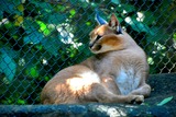 Caracal Photo Gallery