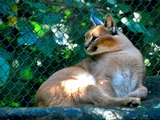 Caracal Cat Picture Caracal_caracal