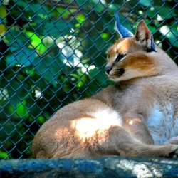 Caracal Cat Picture Caracal_caracal