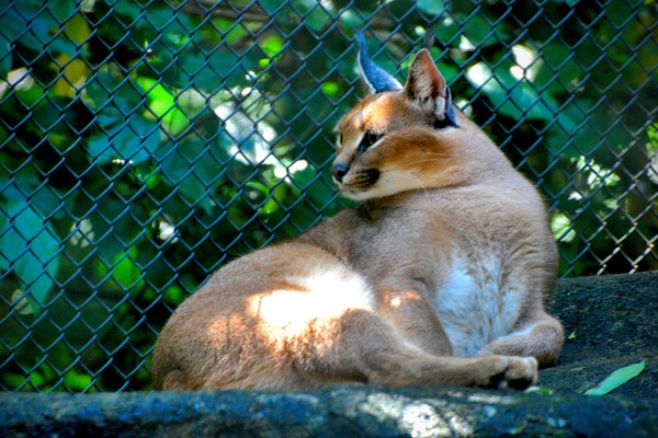 Caracal Cat Picture Caracal_caracal