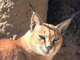 Caracal Cat Picture Caracal