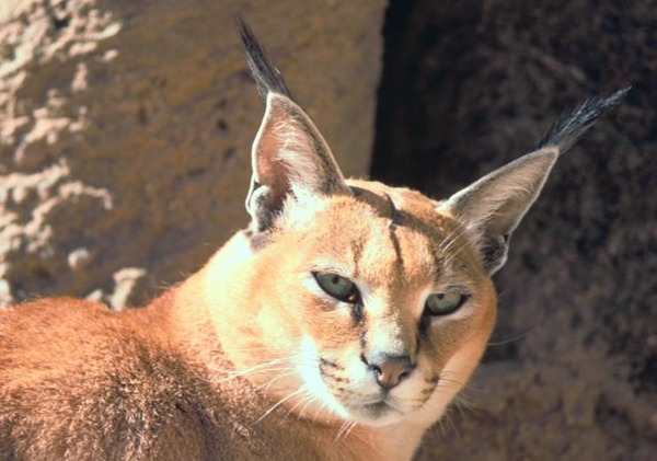 Caracal Cat Picture Caracal