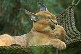 Caracal Photo Gallery