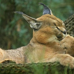 Caracal Cat Picture Lightmatter Egyptian Lynx