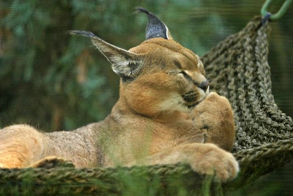 Caracal Cat Picture Lightmatter Egyptian Lynx