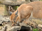 Caracal Cat Picture Toronto Zoo Ontario Canada