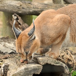 Caracal Cat Picture Toronto Zoo Ontario Canada