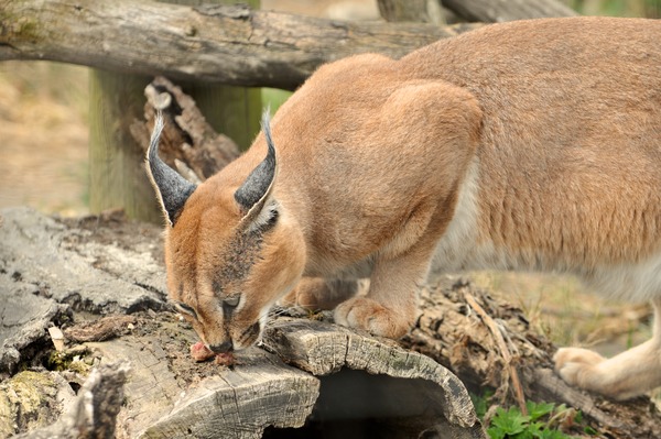 Caracal Cat Picture Toronto Zoo Ontario Canada