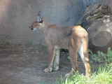 Caracal Photo Gallery