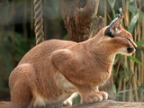 Caracal Cat Picture Wild Cat Zoo Washington