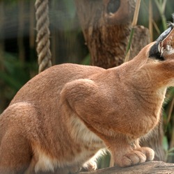 Caracal Cat Picture Wild Cat Zoo Washington