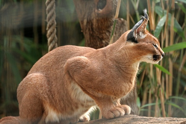 Caracal Cat Picture Wild Cat Zoo Washington