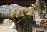 Caracal Photo Gallery