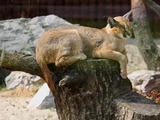 Caracal Cat Picture resting Poznan zoo