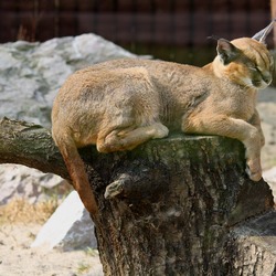 Caracal Cat Picture resting Poznan zoo