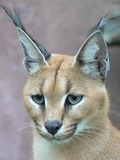 Caracal Cat Portrait Head Ears Picture