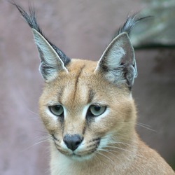 Caracal Cat Portrait Head Ears Picture