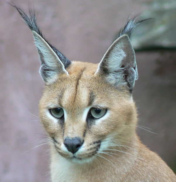 Caracal Cat Portrait Head Ears Picture