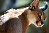 Wild Cats