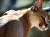 Caracal Cat face Picture Wild Cat