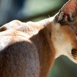 Caracal Cat face Picture Wild Cat