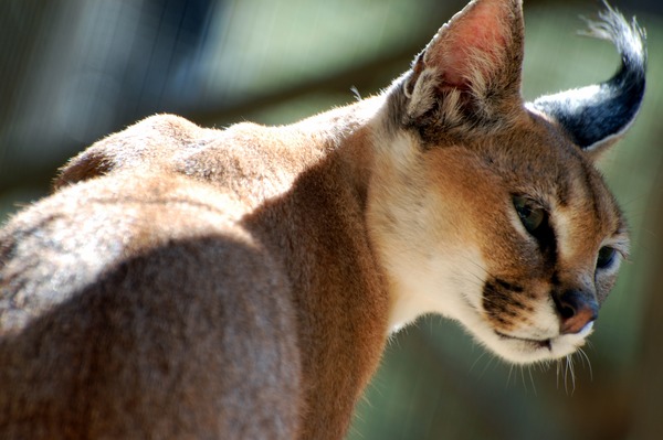 Caracal Cat face Picture Wild Cat